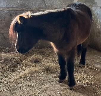 Pony kobylka k detom - 7