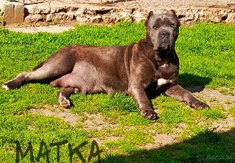 Cane Corso - 7