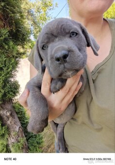 Cane Corso - FENKY - 7