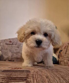 Maltipoo - 7