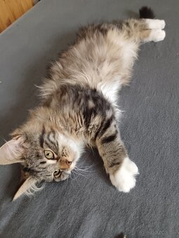Maine coon - 7