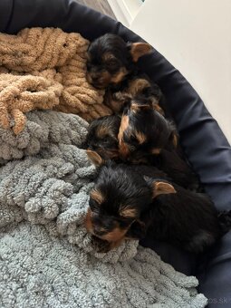 Yorksirský teriér - 7