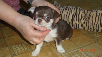 čivava krátkosrstá - 7