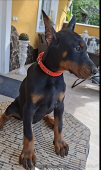 DOBERMAN ŠTENIATKA S FCI P.P. - 7