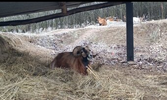 Predám Kamerúnske ovce - 7