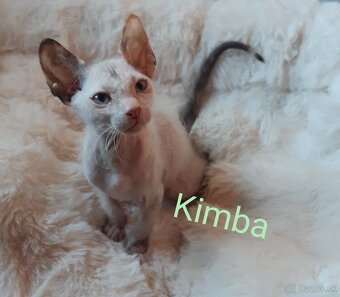 Don Sphynx Mačiatka - 7