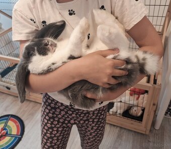 Minilop kralik + výbava na predaj - 7