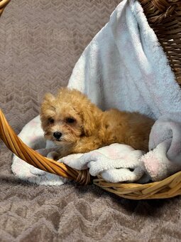 Maltipoo - 7