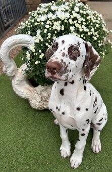 Dalmatínsky pes - 7