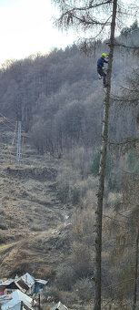 Vyrub a orez stromov - 7