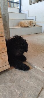 Puli na predaj/ Eladó puli kölykök - 7