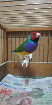 Predám amadina gouldová - 7