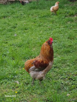 Predám nasadové vajíčka araucana - 7