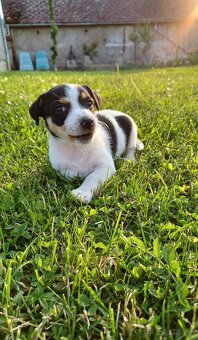 Šteniatka Jack Russel teriér - 7
