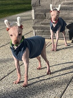 Peruánsky naháč malý - POSLEDNÝ VOĽNÝ PSÍK - 7