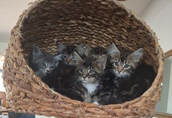Mainská Mývalia mačka / Maine Coon - 7