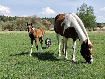 Pripustanie AQHA, APHA, APPA, aj ine - 7