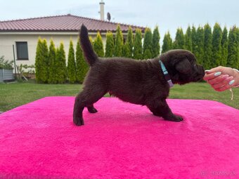 Cokoladovy labrador FCI s PP - 7