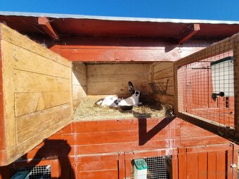 KRÁLIKAREŇ -ZAJAČNÍK - 7