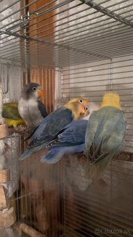 rucne dokrmene agapornisy - 7