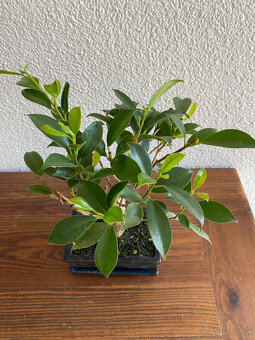 Fikus Ficus Retusa bonsaj2 - 7