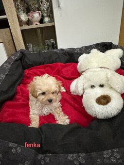 Maltipoo pudel - 7