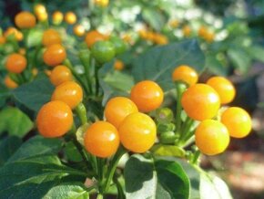 Predaj priesady sadenice planty chilli papriky - 7