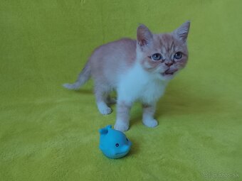 Exotické britské mačiatka - 7