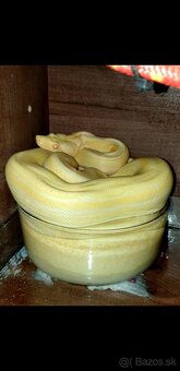 Veľhad královský Boa Constrictor - 7