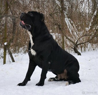 Cane corso s FCI rodokmeňom - 7