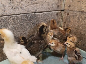 Kuriatka nosníc - 7