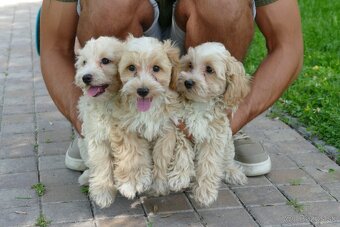 Maltipoo (malteze +Pudel = maltipoo) - 7