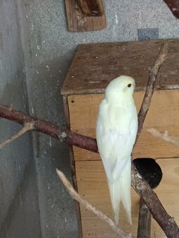 Kakariky , korely - 7