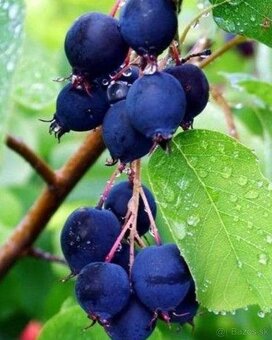 Muchovník amelanchier indiánska čučoriedka - 7