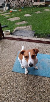 Jack russell teriér krytie - 7