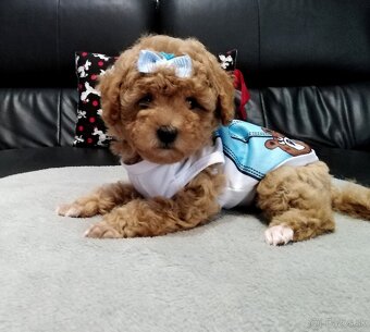 ❤️Pudlik mini toy ❤️ - 7