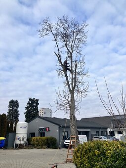 Pílenie stromov - 7