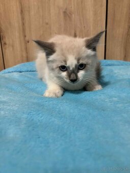Ragdoll - 7