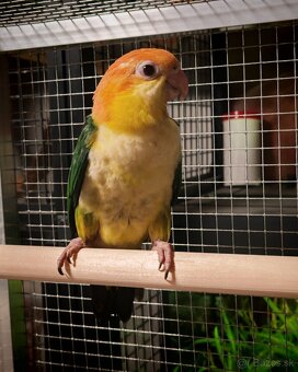 Amazonik bielobruchý - 7