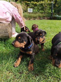 DOBERMAN - šteniatka - 7