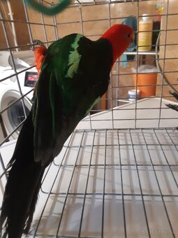 Predam papagaj kralovsky - 7
