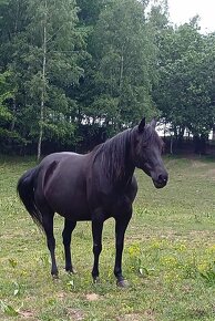 Quarter horse kobyla - 7