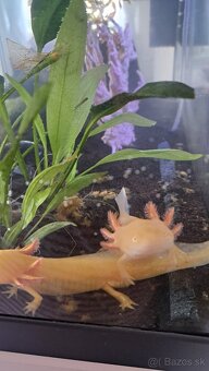 Predám axolotlov s akváriom - 7