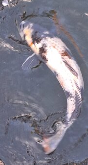 predam original japonskych koi - 7