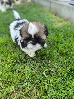 Predám šteniatka Shi-tzu ši-cu šicu shihtzu - 7