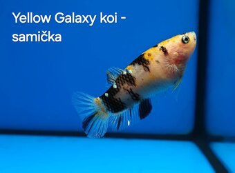 Betta splendens- Yellow Galaxy koi - 7