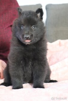 Belgický ovčiak groenendael FCI s PP po šampiónoch - 7