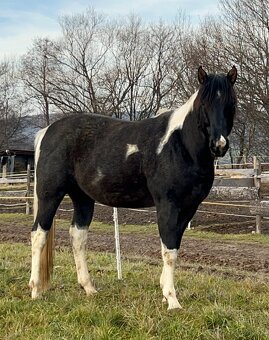 APH APHA PAINT HORSE ŽREBEC pripúšťanie - 7