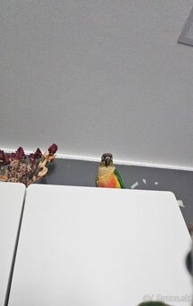 Predám papagája – Pyrrhura (samec) - 7