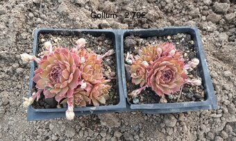 Skalné ruže (Sempervivum) - sadeničky - 7